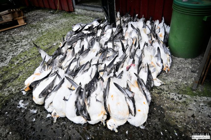 The annual hunt on juvenile fulmars, The Faroe Islands, August 2020.