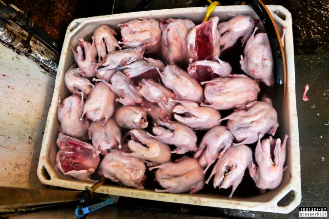 The annual hunt on juvenile fulmars, The Faroe Islands, August 2020.