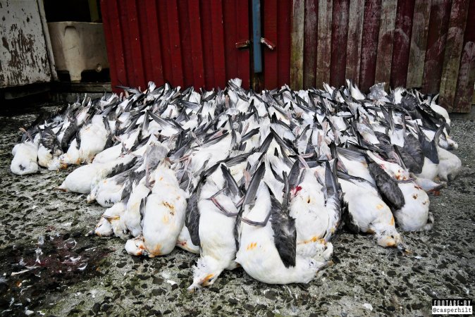 The annual hunt on juvenile fulmars, The Faroe Islands, August 2020.