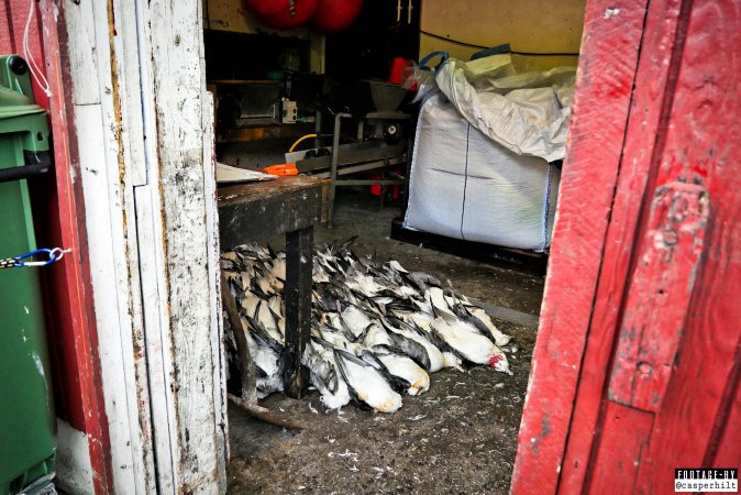 The annual hunt on juvenile fulmars, The Faroe Islands, August 2020.