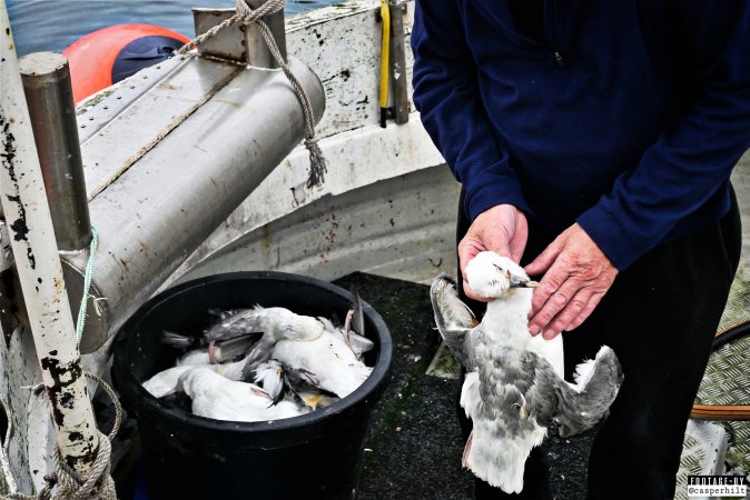 The annual hunt on juvenile fulmars, The Faroe Islands, August 2020.