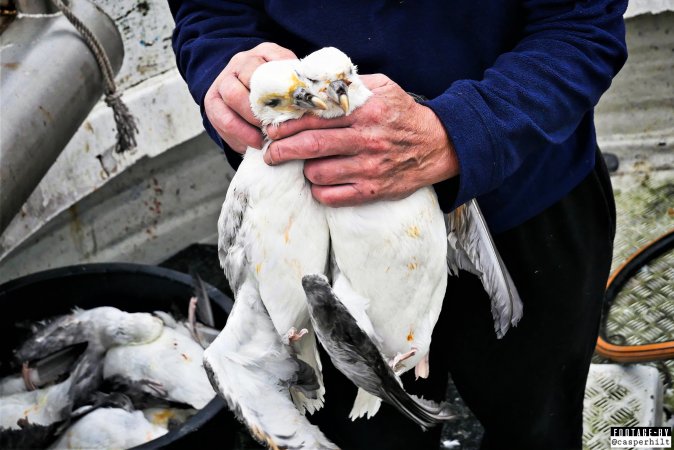 The annual hunt on juvenile fulmars, The Faroe Islands, August 2020.