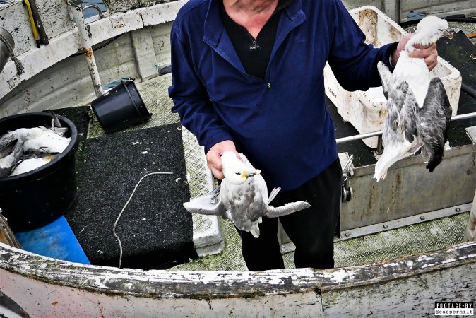 The annual hunt on juvenile fulmars, The Faroe Islands, August 2020.