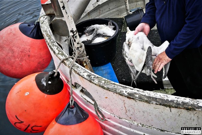 The annual hunt on juvenile fulmars, The Faroe Islands, August 2020.