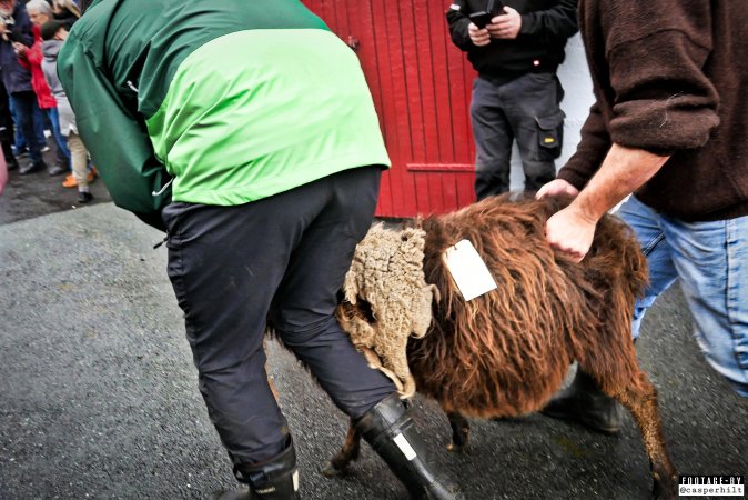 Live sheep auction, the Faroe Islands, September 2020.