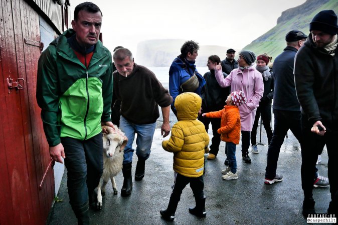 Live sheep auction, the Faroe Islands, September 2020.