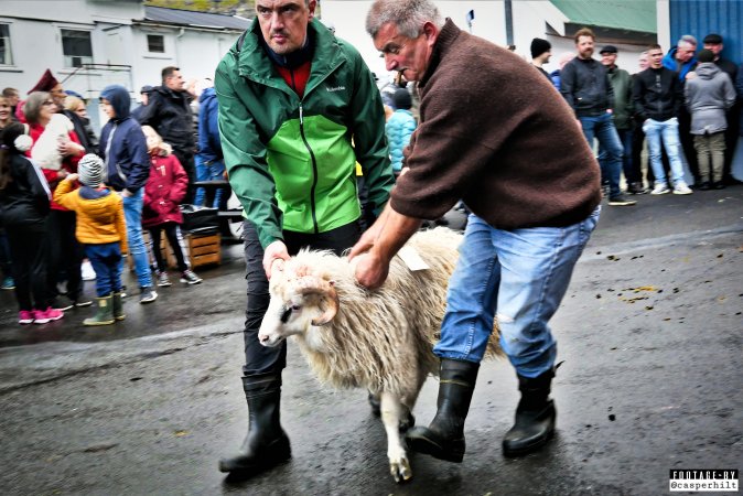 Live sheep auction, the Faroe Islands, September 2020.