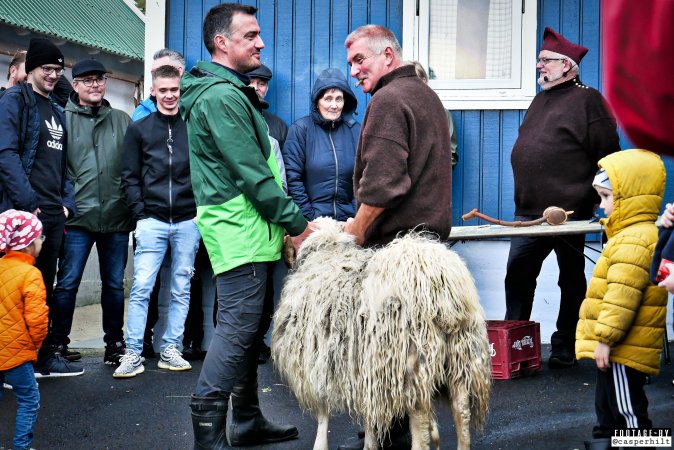 Live sheep auction, the Faroe Islands, September 2020.