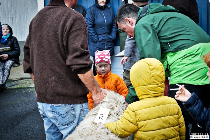 Live sheep auction, the Faroe Islands, September 2020.