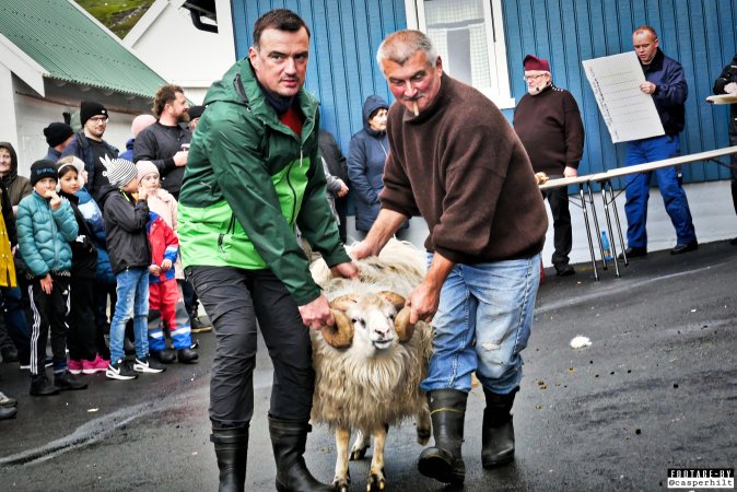 Live sheep auction, the Faroe Islands, September 2020.