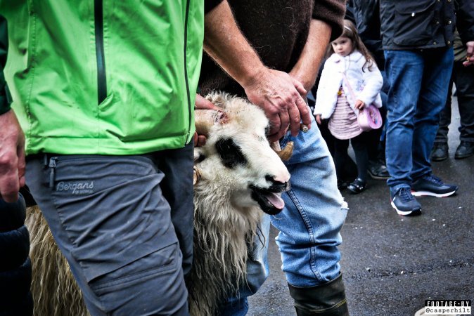 Live sheep auction, the Faroe Islands, September 2020.