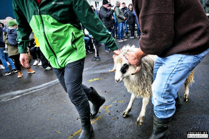 Live sheep auction, the Faroe Islands, September 2020.