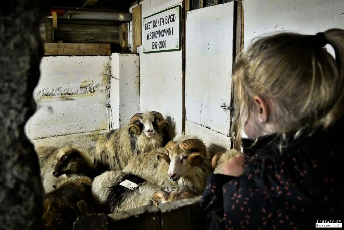 Live sheep auction, the Faroe Islands, September 2020.