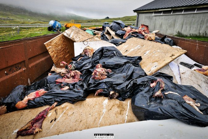 Dairy Farms, The Faroe Islands 2020.