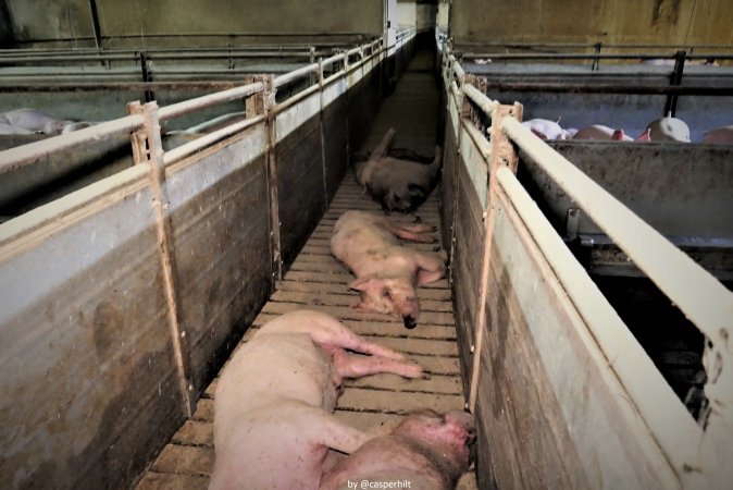 Cannibalism in pig farm, Northern Ireland 2020.