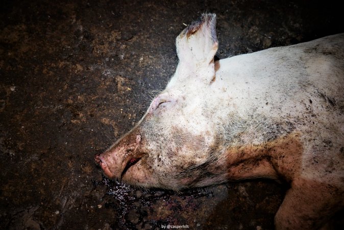 Cannibalism in pig farm, Northern Ireland 2020.