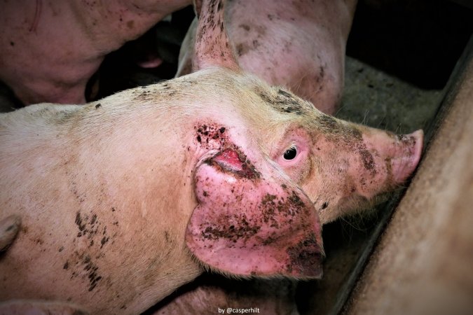 Cannibalism in pig farm, Northern Ireland 2020.