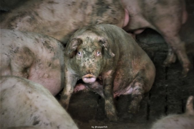 Cannibalism in pig farm, Northern Ireland 2020.