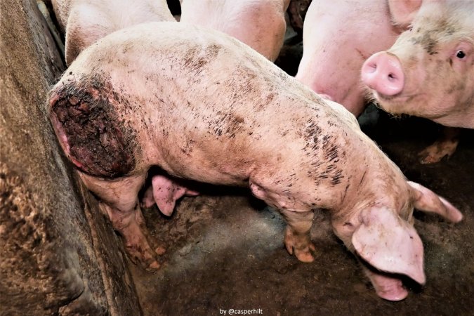 Cannibalism in pig farm, Northern Ireland 2020.