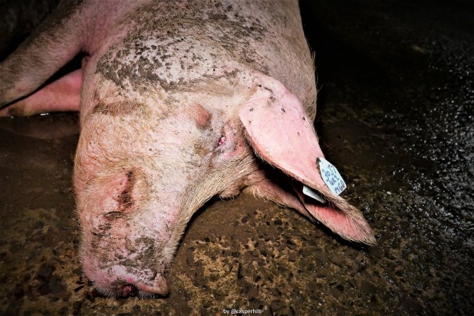 Cannibalism in pig farm, Northern Ireland 2020.