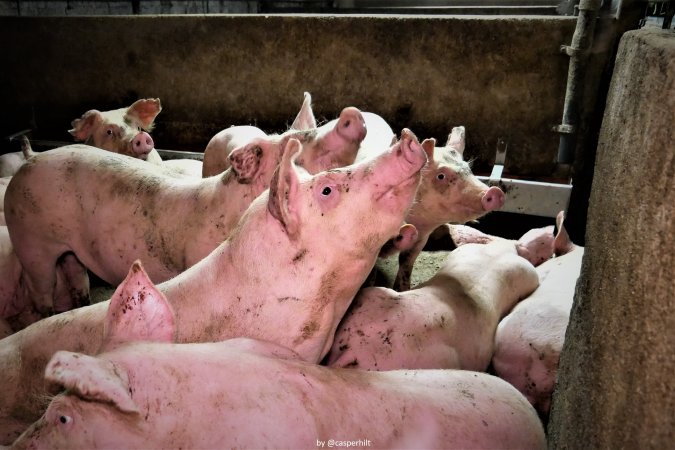 Cannibalism in pig farm, Northern Ireland 2020.