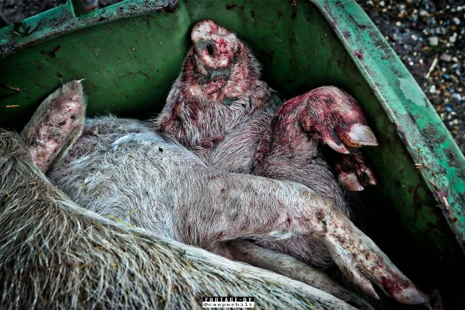 Dead pigs and piglets at Danish pig farms.