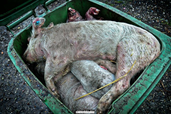 Dead pigs and piglets at Danish pig farms.