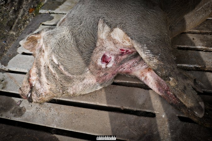 Dead pigs and piglets at Danish pig farms.