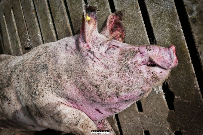 Dead pigs and piglets at Danish pig farms.