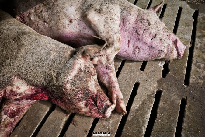 Dead pigs and piglets at Danish pig farms.