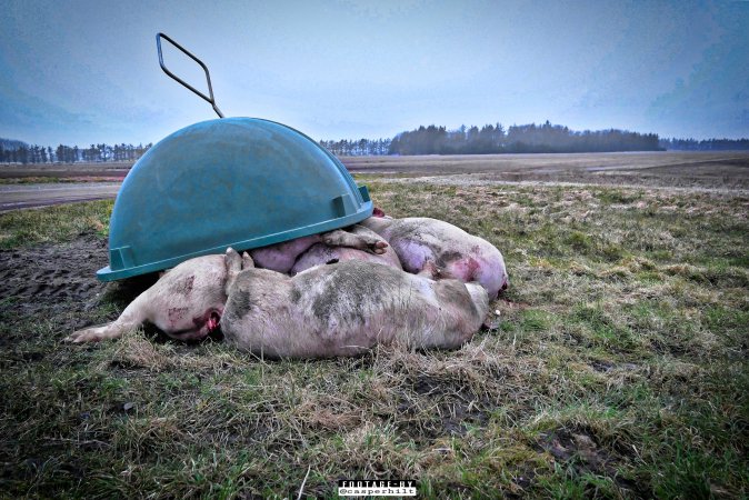 Dead pigs and piglets at Danish pig farms.