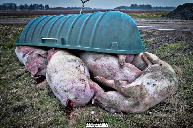 Dead pigs and piglets at Danish pig farms.