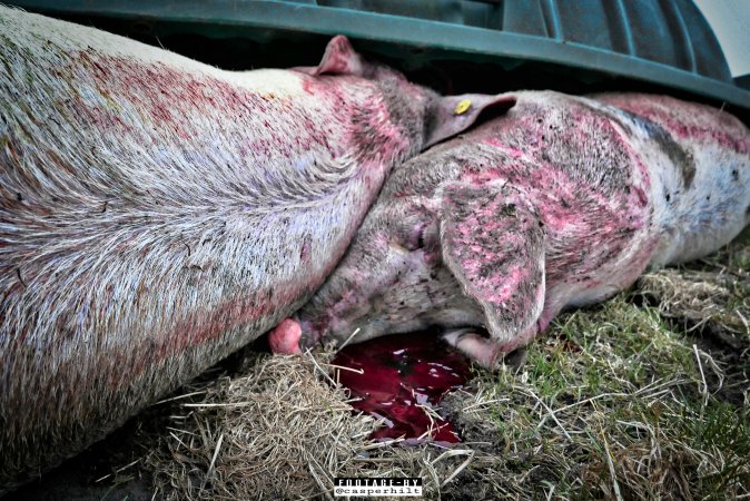 Dead pigs and piglets at Danish pig farms.