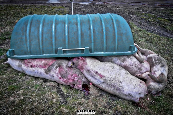 Dead pigs and piglets at Danish pig farms.