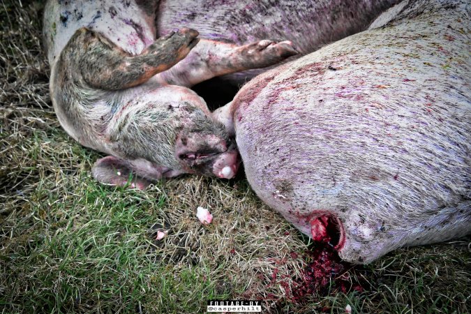 Dead pigs and piglets at Danish pig farms.