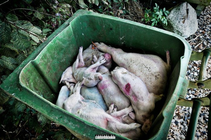 Dead pigs and piglets at Danish pig farms.