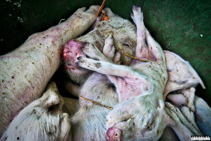 Dead pigs and piglets at Danish pig farms.