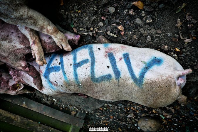 Dead pigs and piglets at Danish pig farms.