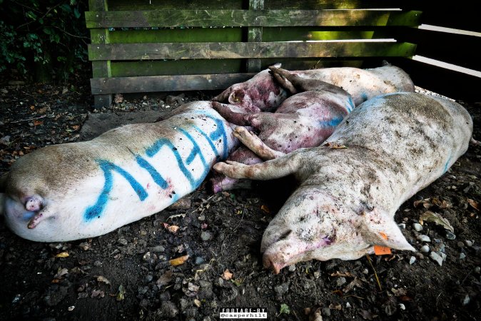 Dead pigs and piglets at Danish pig farms.