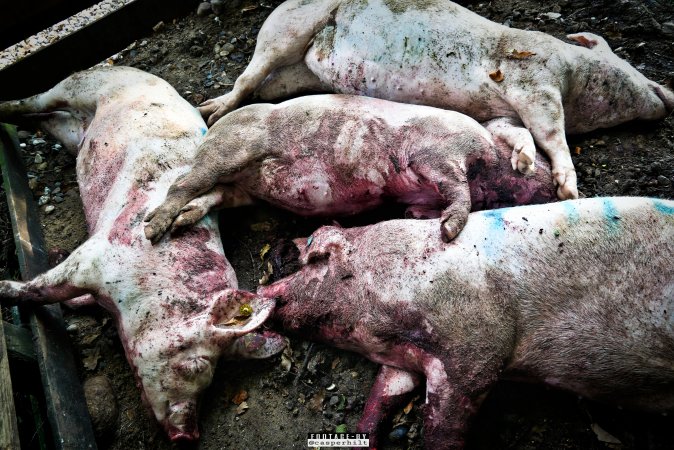 Dead pigs and piglets at Danish pig farms.