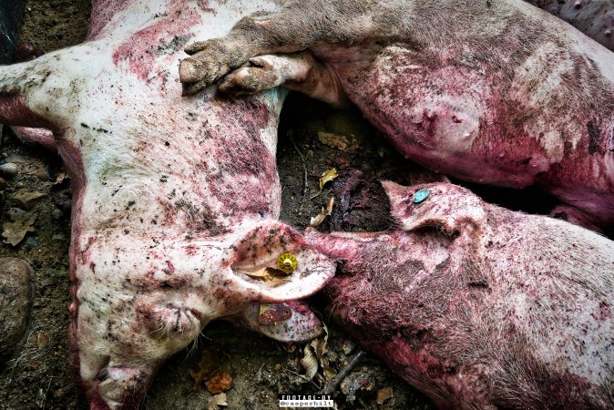 Dead pigs and piglets at Danish pig farms.