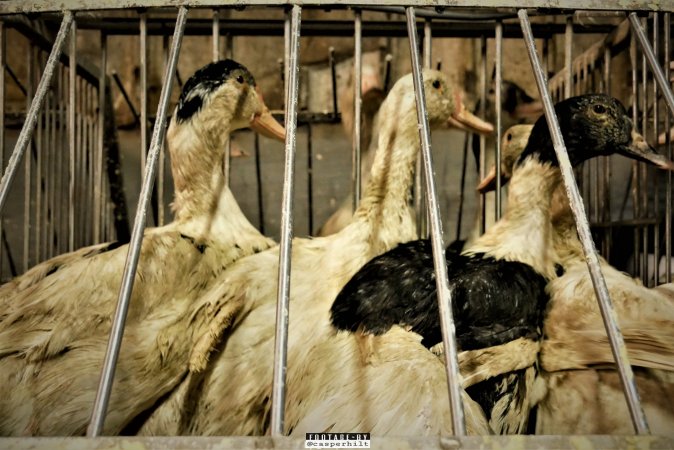 Foie Gras Farm, Belgium 2019.