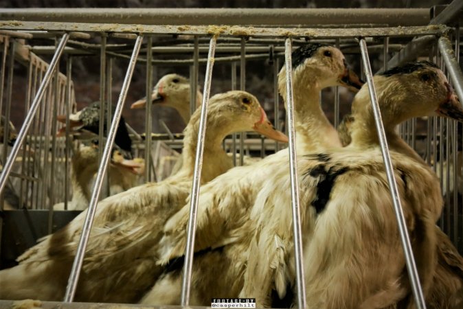 Foie Gras Farm, Belgium 2019.