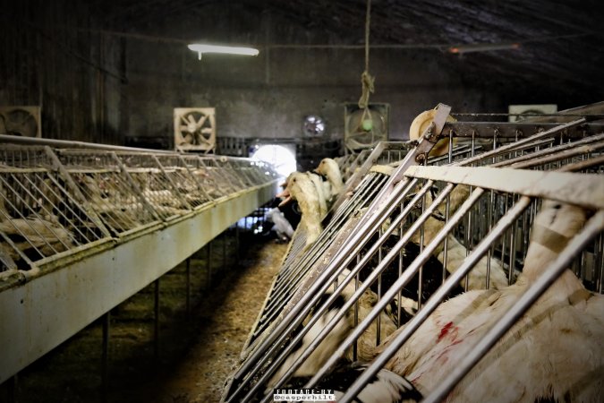 Foie Gras Farm, Belgium 2019.