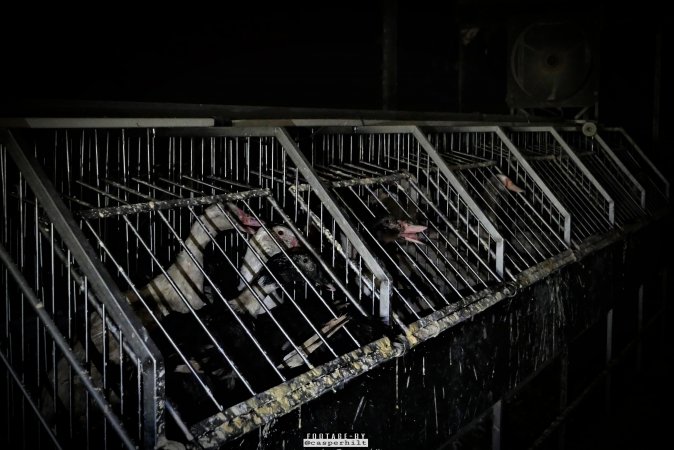 Foie Gras Farm, Belgium 2019.