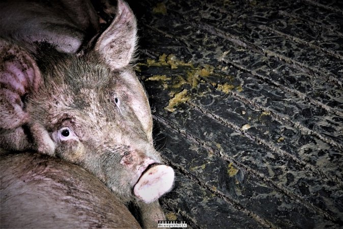 Dark Pig Farm, Ireland 2019.