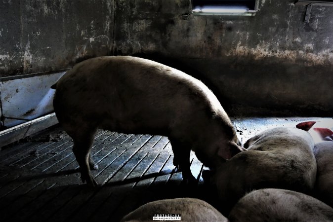 Dark Pig Farm, Ireland 2019.