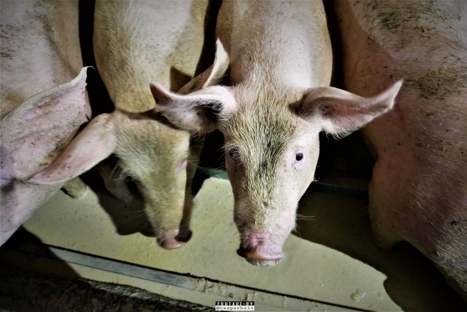 Moss Rose Piggeries Ltd., Blackpool, UK 2019.