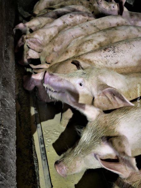 Moss Rose Piggeries Ltd., Blackpool, UK 2019.