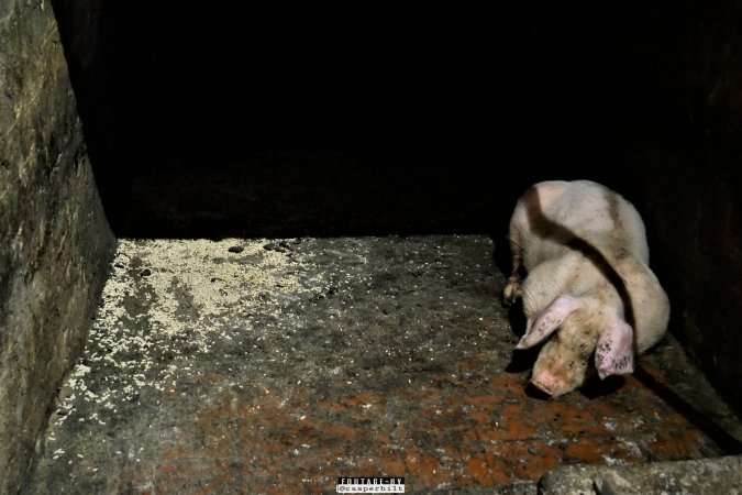 Moss Rose Piggeries Ltd., Blackpool, UK 2019.